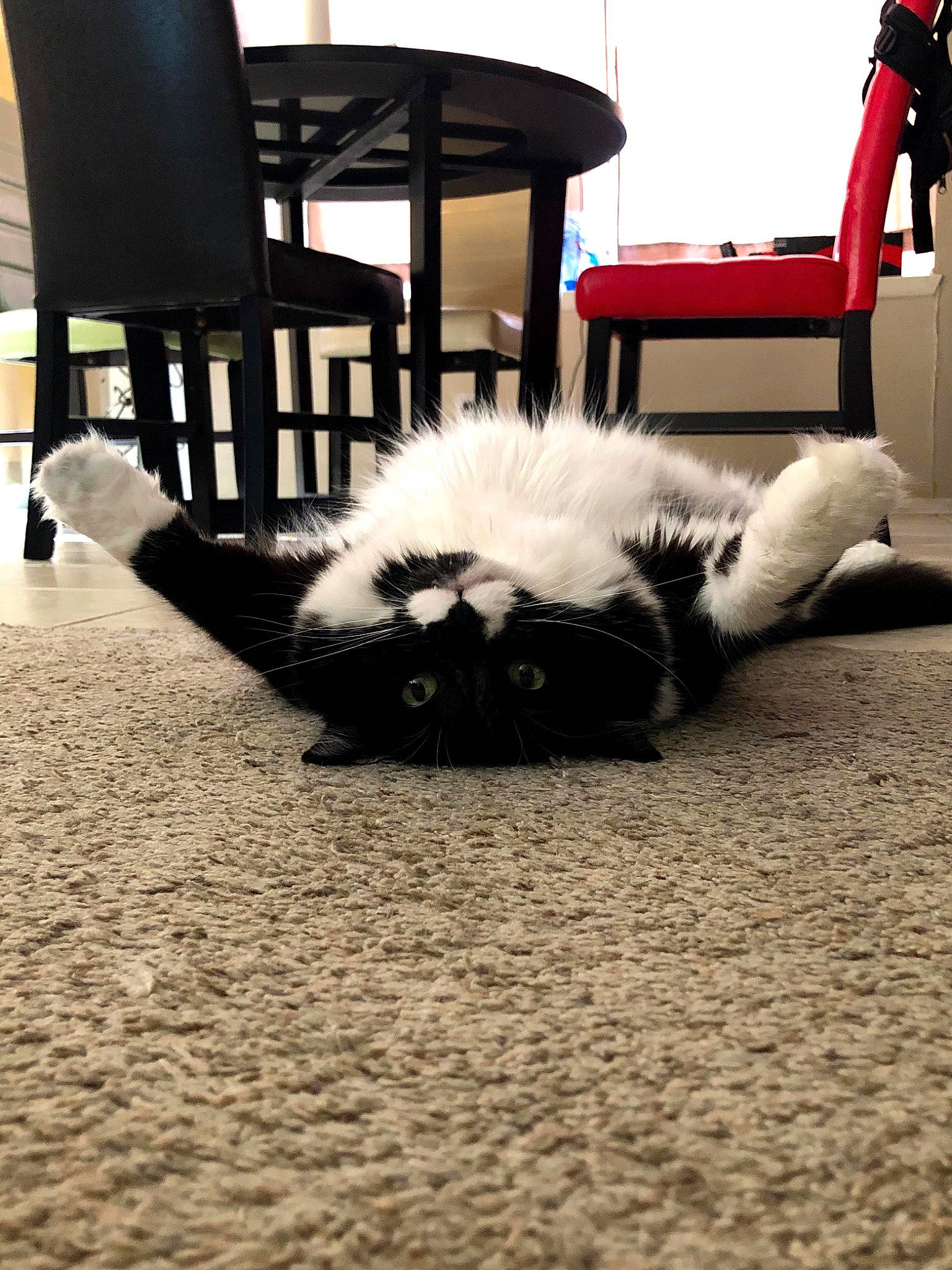 Bosco is registered to the contest to win money with this photo: carnivore, cat, chair, comfort, companion_dog, dog_breed, felidae, floor, flooring, fur, grey, hardwood, human_leg, road_surface, shadow, small_to_medium_sized_cats, tail, tints_and_shades, whiskers, wood