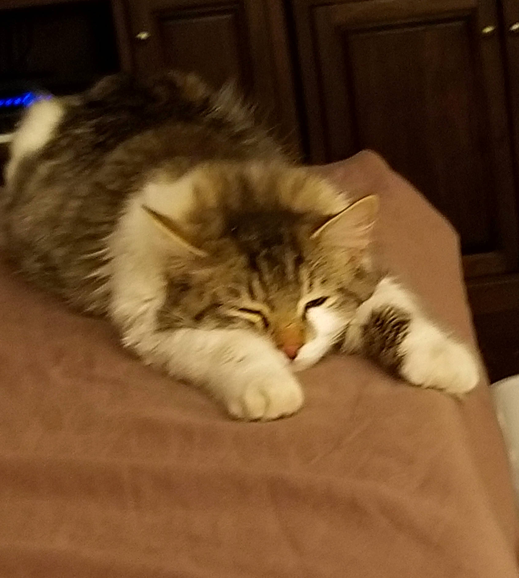 Fuzz joined the competition — help win amazing prizes! carnivore, cat, claw, comfort, companion_dog, domestic_short_haired_cat, fawn, felidae, flooring, fur, hardwood, nap, paw, room, small_to_medium_sized_cats, snout, tail, terrestrial_animal, whiskers, wood