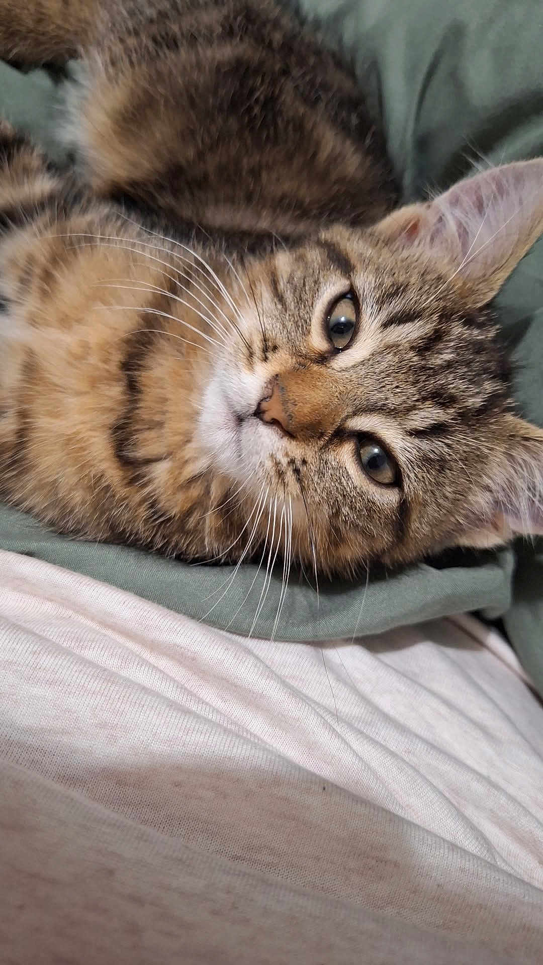 Buffy participe au concours pour gagner de l'argent avec cette photo : cat, tabby, close_up, pet, feline, whiskers, fur, relaxed, lying_down, indoor, soft_texture, green_blanket, white_fabric, animal, cute, ears, eyes, nose, muzzle, domestic