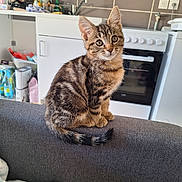 Buffy participe au concours pour gagner de l'argent avec cette photo : animal, appliance, blanket, cat, couch, curious, domestic, ears, fur, furniture, household, indoor, kitchen, kitten, pet, sitting, tabby, tail, whiskers, young