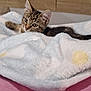 kitten, cat, tabby, blanket, furry, cozy, resting, indoor, wooden_background, pink_surface, cute, pet, animal, young, fur, whiskers, ears, eyes, lying_down, soft