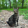 adventure, animal, cat, curious, daylight, dirt_path, feline, forest, greenery, harness, leaves, mammal, nature, outdoor, pet, quiet, sitting, tabby_cat, tree, whiskers