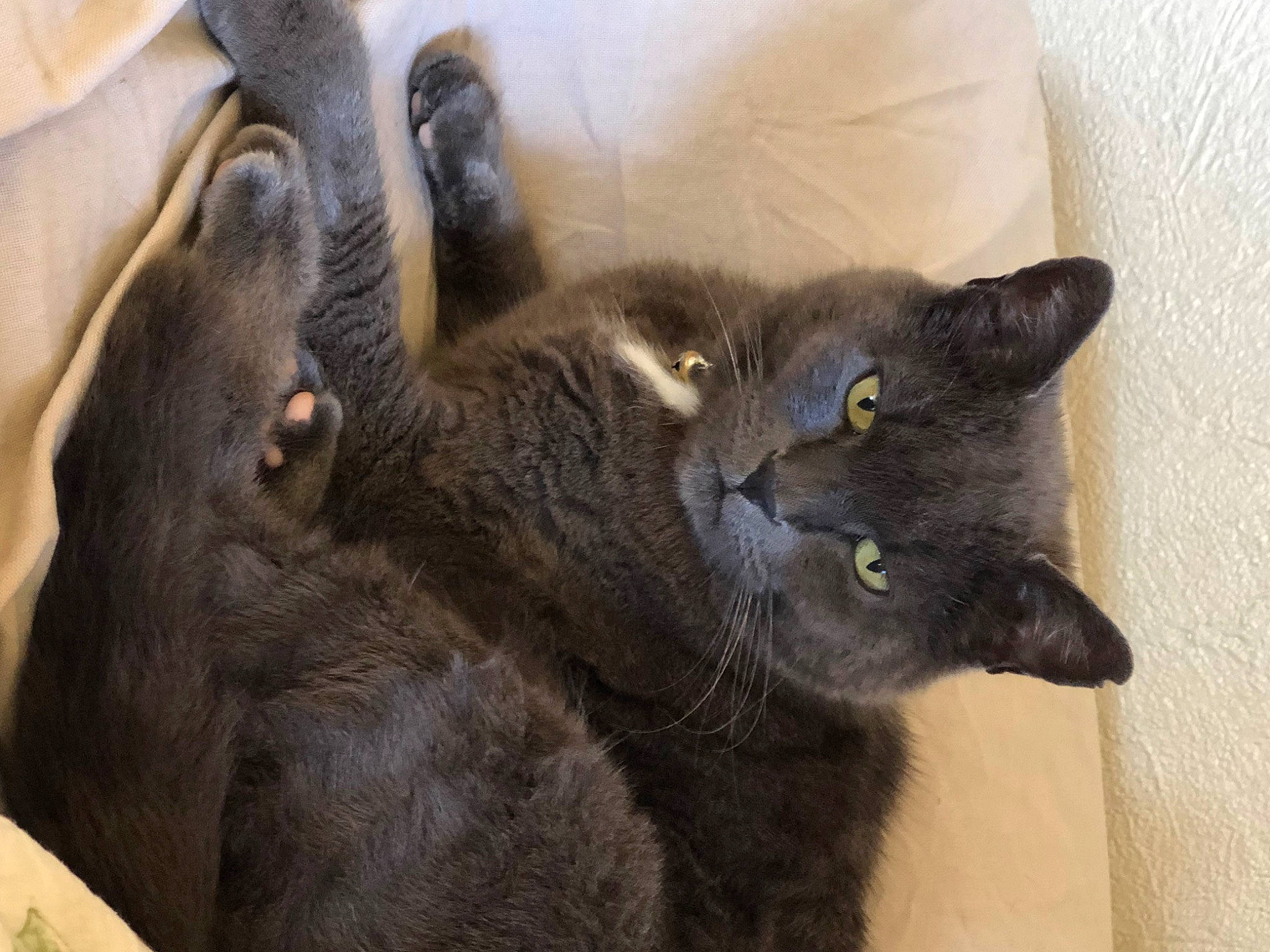 Grizou a rejoint le concours — aidez-le/la à gagner de superbes lots ! black_cat, carnivore, cat, claw, comfort, domestic_short_haired_cat, felidae, fur, grey, mammal, small_to_medium_sized_cats, tail, terrestrial_animal, whiskers