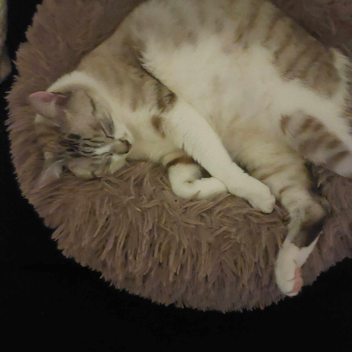 Nour a rejoint le concours — aidez-le/la à gagner de superbes lots ! animal, bed, cat, circular_bed, cozy, cute, domestic, fluffy, fur, indoor, nap, paws, pet, relaxed, resting, sleeping, soft, striped, tabby, whiskers