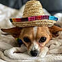 dog, small_dog, sombrero, hat, blanket, cozy, indoor, close_up, brown_and_white, ears, cute, pet, animal, sleepy, resting, soft_texture, portrait, face, expression, fur