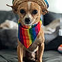 dog, small_dog, chihuahua, rainbow_bandana, sombrero, hat, pet, indoor, couch, brown_dog, close_up, portrait, cute, animal, furniture, sitting, looking_at_camera, accessory, colorful, celebration