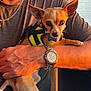 dog, small_dog, pet, harness, person, arm, watch, sunlight, closeup, indoor, brown_fur, short_fur, alert, holding, human_hand, wristwatch, casual_clothing, warm_light, detail, portrait