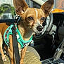 dog, small_dog, chihuahua, car_interior, dog_harness, leash, quilted_seat, sunlight, ears, pet, animal, can_of_coke, car_seat, close_up, vehicle, dashboard, steering_wheel, keys, window, seat
