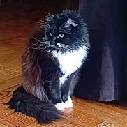 Ruby participe au concours pour gagner de l'argent avec cette photo : cat, fluffy, black_and_white, sitting, wooden_floor, indoor, curtain, pet, fur, whiskers, animal, domestic_cat, side_view, alert, quiet, household, mammal, companionship, feline, calm