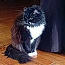 cat, fluffy, black_and_white, sitting, wooden_floor, indoor, curtain, pet, fur, whiskers, animal, domestic_cat, side_view, alert, quiet, household, mammal, companionship, feline, calm