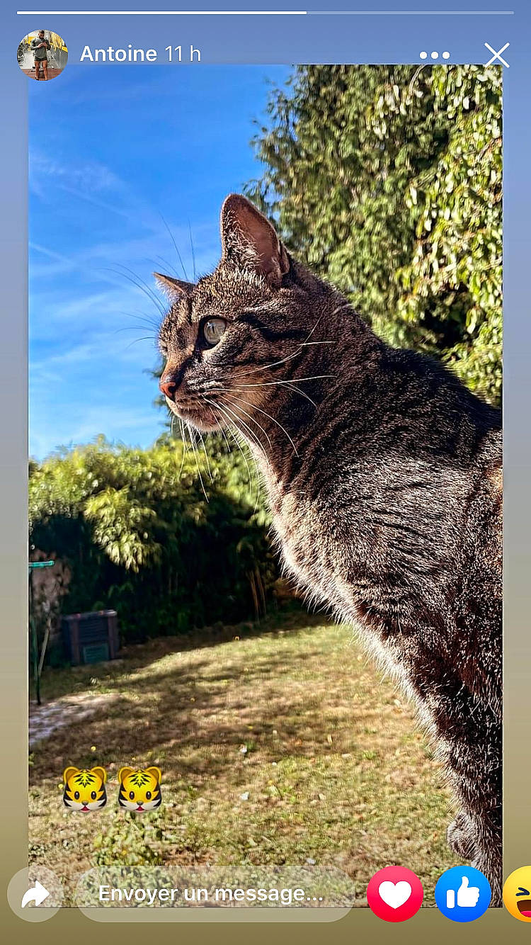 Neko participe au concours pour gagner de l'argent avec cette photo : carnivore, cat, domestic_short_haired_cat, fawn, felidae, fur, grass, lynx, photo_caption, plant, rectangle, sky, small_to_medium_sized_cats, snout, tail, terrestrial_animal, tree, trunk, whiskers, wildlife