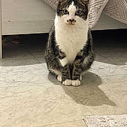 Yoda a rejoint le concours — aidez-le/la à gagner de superbes lots ! cat, tabby, white_fur, pet, animal, indoor, floor, tile, quilt, blanket, shadow, paws, sitting, looking, feline, cute, domestic, fur, whiskers, ears