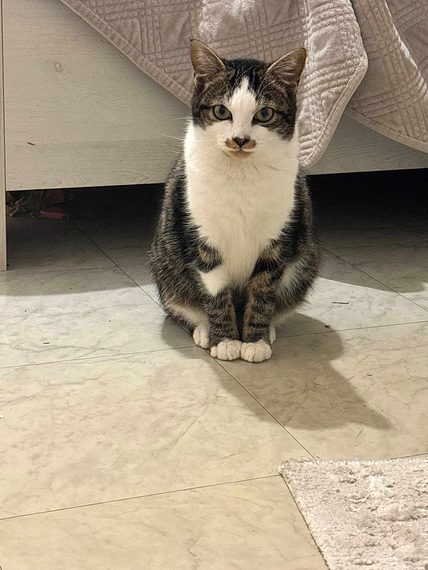 Yoda a rejoint le concours — aidez-le/la à gagner de superbes lots ! cat, tabby, white_fur, pet, animal, indoor, floor, tile, quilt, blanket, shadow, paws, sitting, looking, feline, cute, domestic, fur, whiskers, ears