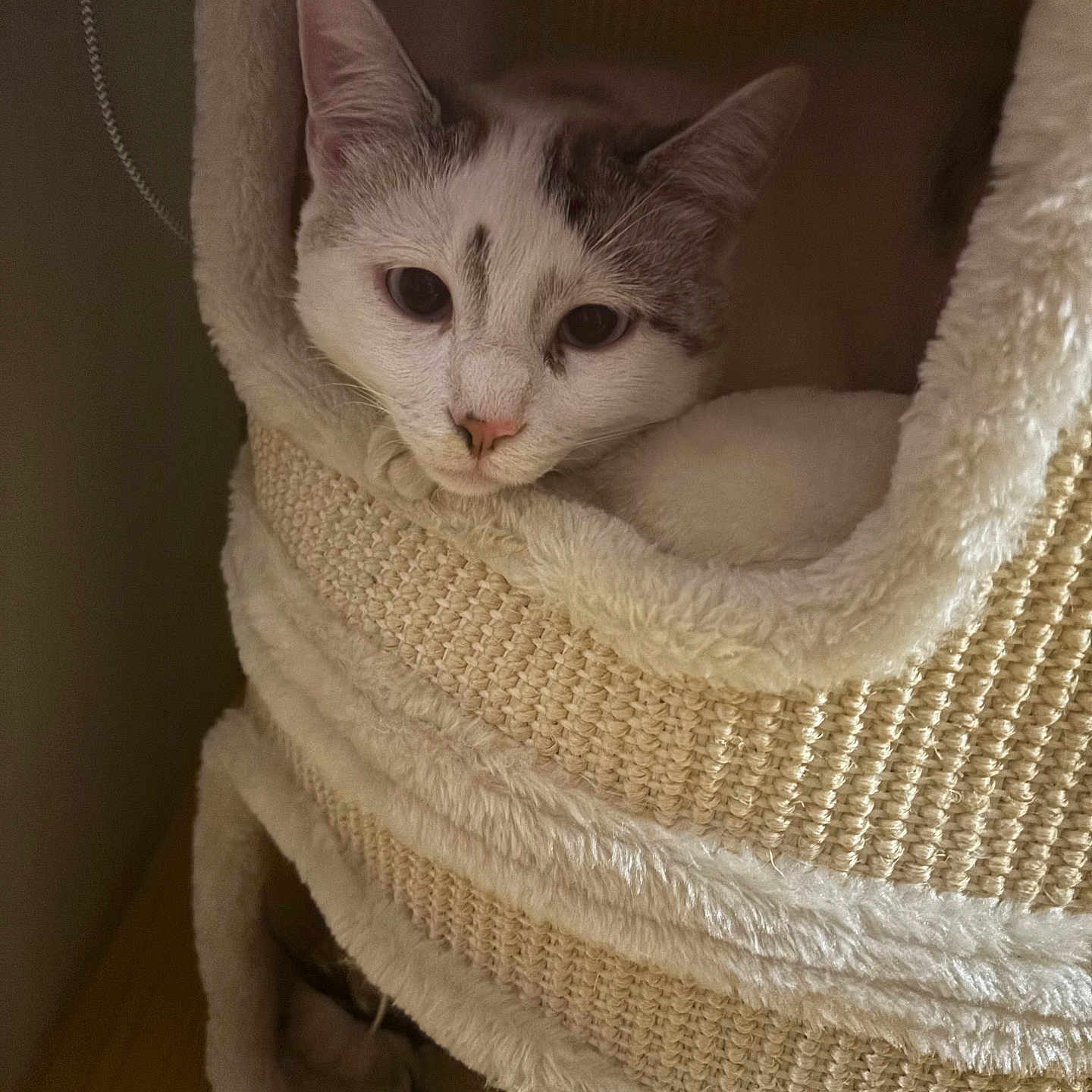Santa participe au concours pour gagner de l'argent avec cette photo : animal, cat, comfortable, cozy, curious, cute, feline, fur, furniture, home, indoors, nest, peeking, pet, portrait, relaxed, resting, soft, warm_lighting, woven