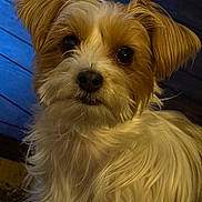 Maui joined the competition — help win amazing prizes! adorable, black_nose, blue_background, brown_and_white, canine, close_up, cute, dark_eyes, dog, floppy_ears, fluffy_fur, indoors, long_hair, looking_at_camera, pet, portrait, puppy, shaggy_dog, small_dog, warm_lighting