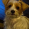 adorable, black_nose, blue_background, brown_and_white, canine, close_up, cute, dark_eyes, dog, floppy_ears, fluffy_fur, indoors, long_hair, looking_at_camera, pet, portrait, puppy, shaggy_dog, small_dog, warm_lighting