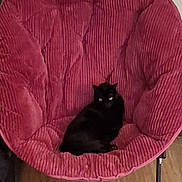 Skye joined the competition — help win amazing prizes! black_cat, cat, chair, plush_chair, red_chair, indoor, pet, animal, feline, relaxed, cozy, wooden_floor, domestic_cat, seated, looking, quiet, home, comfort, cute, resting