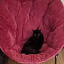 black_cat, cat, chair, plush_chair, red_chair, indoor, pet, animal, feline, relaxed, cozy, wooden_floor, domestic_cat, seated, looking, quiet, home, comfort, cute, resting
