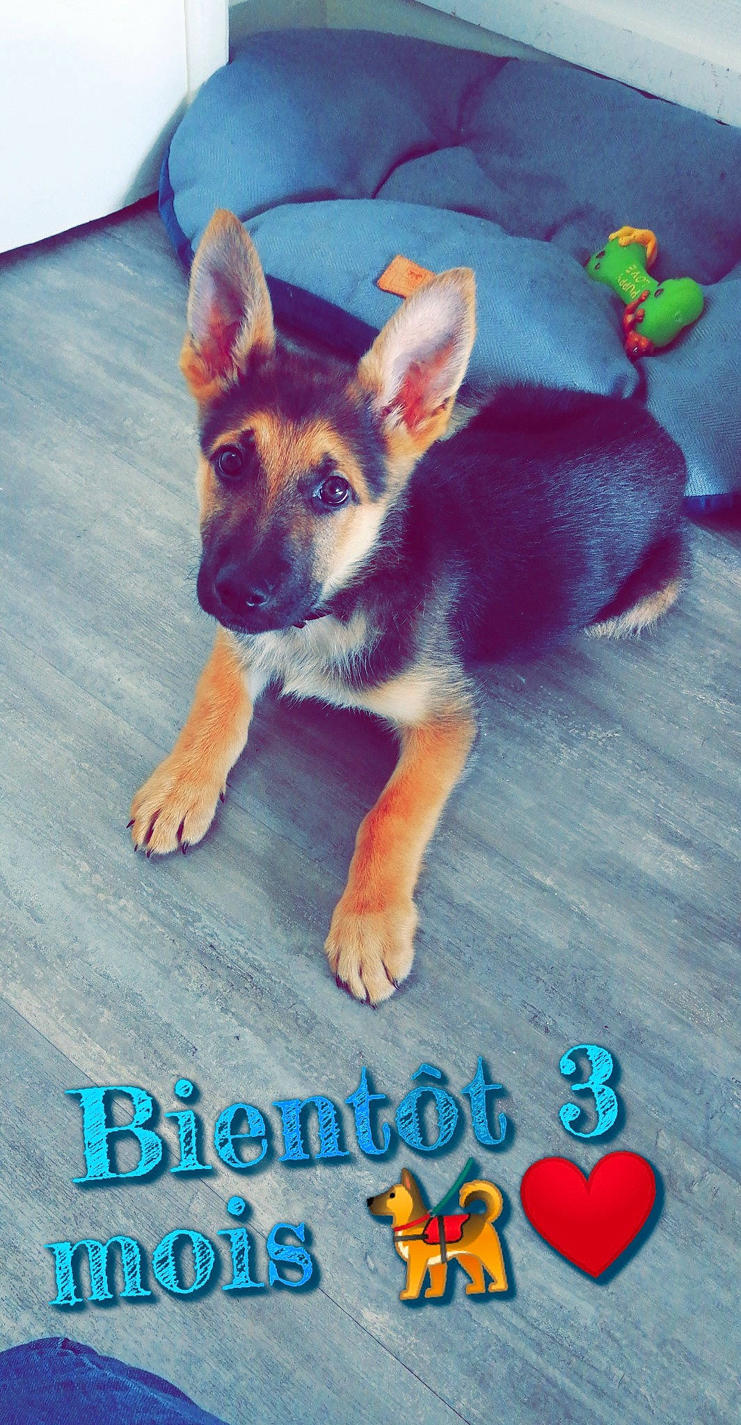 Renko a rejoint le concours — aidez-le/la à gagner de superbes lots ! canidae, carnivore, dog, dog_breed, east_european_shepherd, fawn, german_shepherd_dog, king_shepherd, mammal, paw, photo_caption, puppy, rare_breed_dog, snout, tail, vertebrate, working_dog