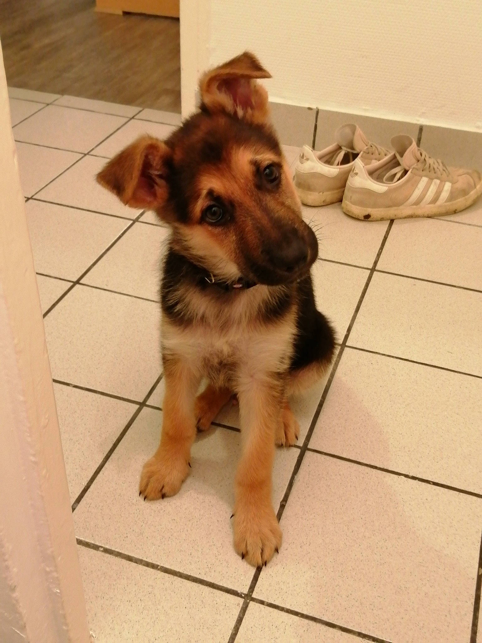 Renko a rejoint le concours — aidez-le/la à gagner de superbes lots ! canidae, carnivore, companion_dog, dog, dog_breed, fawn, fox_terrier, german_shepherd_dog, mammal, puppy, rare_breed_dog, snout, working_dog