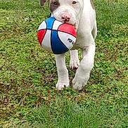 Rex joined the competition — help win amazing prizes! active, animal, ball, brown_patch, cute, dog, fun, grass, grass_field, happy, nature, outdoor, pet, playing, puppy, summer, toy, walk, white_dog, young