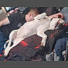Lil P is registered to the contest to win money with this photo: dog, person, bed, blanket, sleeping, paws, white_dog, relaxed, indoor, casual, resting, human, napping, comfort, clothing, jewelry, earrings, collar, furniture, home