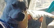 Lil P joined the competition — help win amazing prizes! dog, cat, window, sunlight, indoor, pet, animal, companionship, relaxing, shadow, fur, collar, curtain, comfort, friendship, resting, domestic, mammal, household, cozy