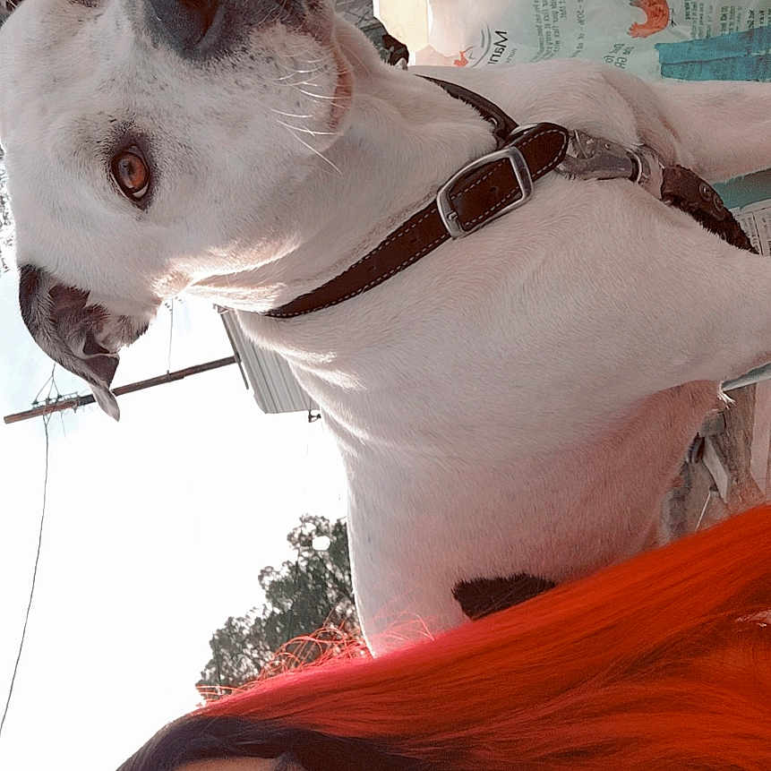 Lil P is registered to the contest to win money with this photo: woman, dog, pet, outdoor, selfie, red_hair, white_dog, collar, face, portrait, expression, sky, trees, building, fence, daylight, casual, animal, person, nature