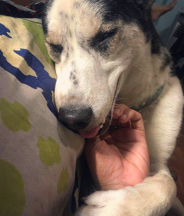 City Boy Cyrus joined the competition — help win amazing prizes! ancient_dog_breeds, canidae, carnivore, companion_dog, dog, dog_breed, fawn, fur, guard_dog, nail, non_sporting_group, paw, snout, sporting_group, square, street_dog, whiskers, working_dog