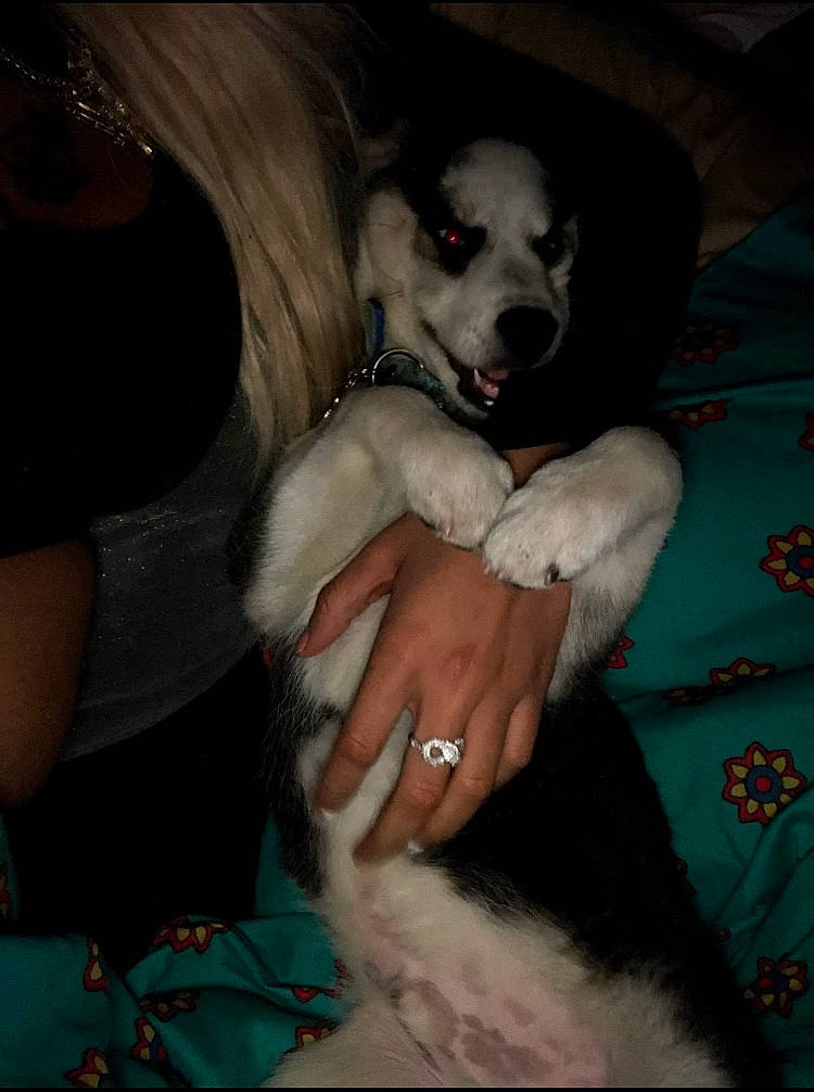 City Boy Cyrus joined the competition — help win amazing prizes! canidae, carnivore, comfort, companion_dog, dog, dog_breed, dog_supply, fawn, flash_photography, fur, gesture, non_sporting_group, paw, puppy, sitting, sporting_group, tail, whiskers