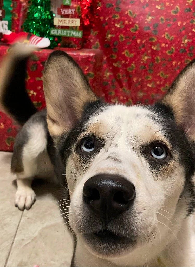 City Boy Cyrus is registered to the contest to win money with this photo: ancient_dog_breeds, canidae, carnivore, collar, companion_dog, dog, dog_breed, ear, event, eye, fawn, fur, jaw, nose, snout, sporting_group, terrestrial_animal, whiskers, working_animal, working_dog