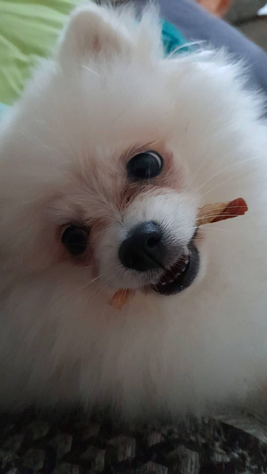 Aloha a rejoint le concours — aidez-le/la à gagner de superbes lots ! canidae, carnivore, close_up, companion_dog, dog, dog_breed, fur, maltepoo, non_sporting_group, puppy, samoyed, small_terrier, snout, sporting_group, toy_dog, white, working_animal