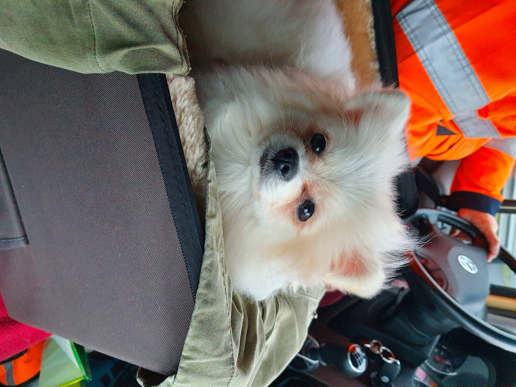 Aloha a rejoint le concours — aidez-le/la à gagner de superbes lots ! canidae, carnivore, claw, companion_dog, dog, dog_breed, fawn, felidae, fur, non_sporting_group, samoyed, service, small_to_medium_sized_cats, snout, sporting_group, vertebrate, whiskers