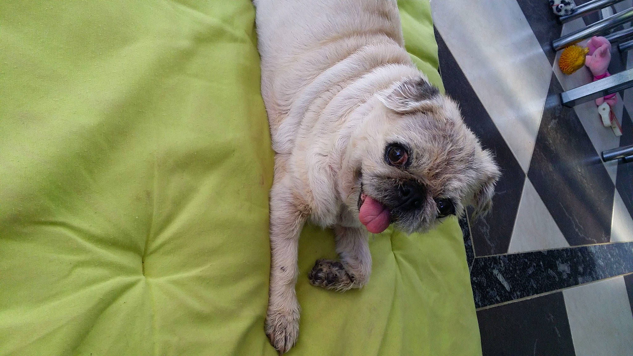 Pin-up participe au concours pour gagner de l'argent avec cette photo : canidae, carnivore, companion_dog, dog, dog_breed, fawn, mammal, non_sporting_group, pug, puppy, snout, sporting_group, toy_dog