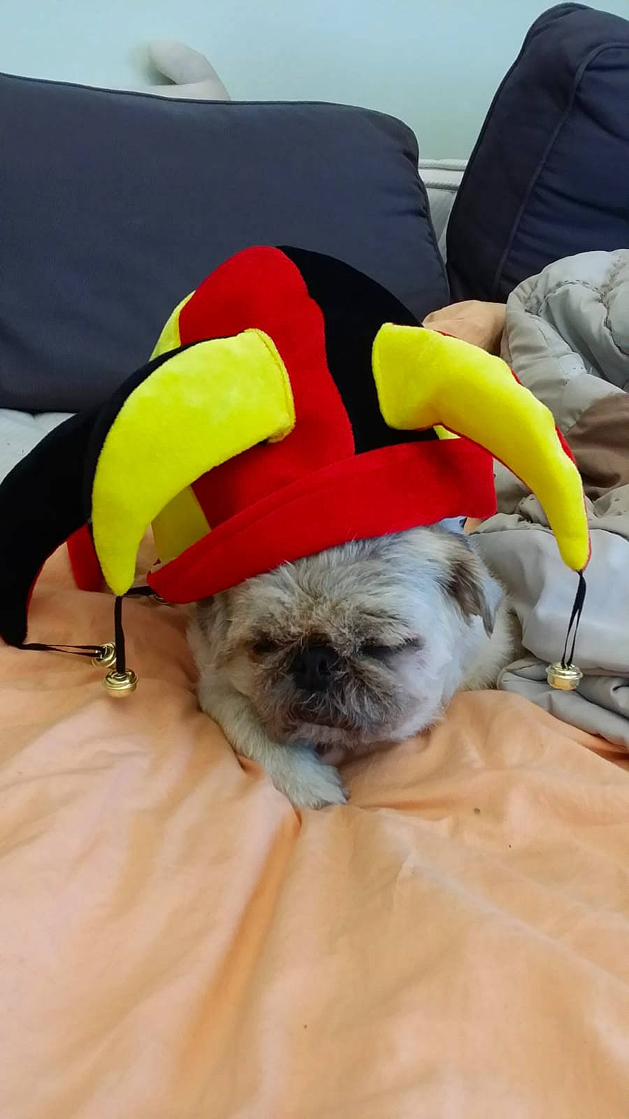 Pin-up a rejoint le concours — aidez-le/la à gagner de superbes lots ! canidae, carnivore, companion_dog, dog, dog_breed, fawn, fictional_character, fur, griffon_bruxellois, non_sporting_group, pug, puppy, shih_tzu, snout, sporting_group, toy_dog, yellow