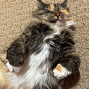 Gracie joined the competition — help win amazing prizes! adorable, animal, carpet, cat, closeup, cozy, cute, domestic_cat, feline, fluffy, fur, indoor, mammal, paws, pet, relaxed, resting, sleeping, tabby, whiskers