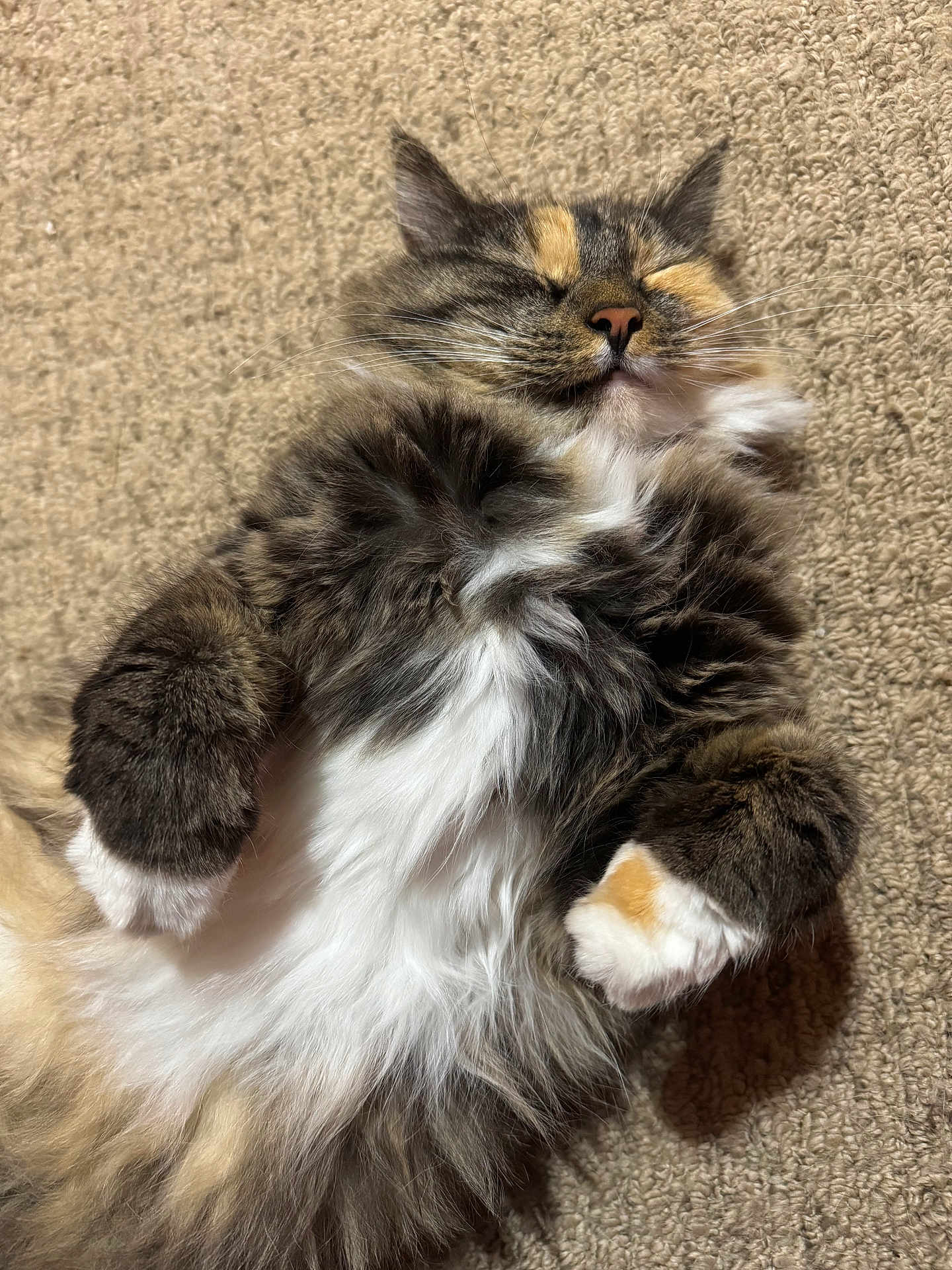Gracie