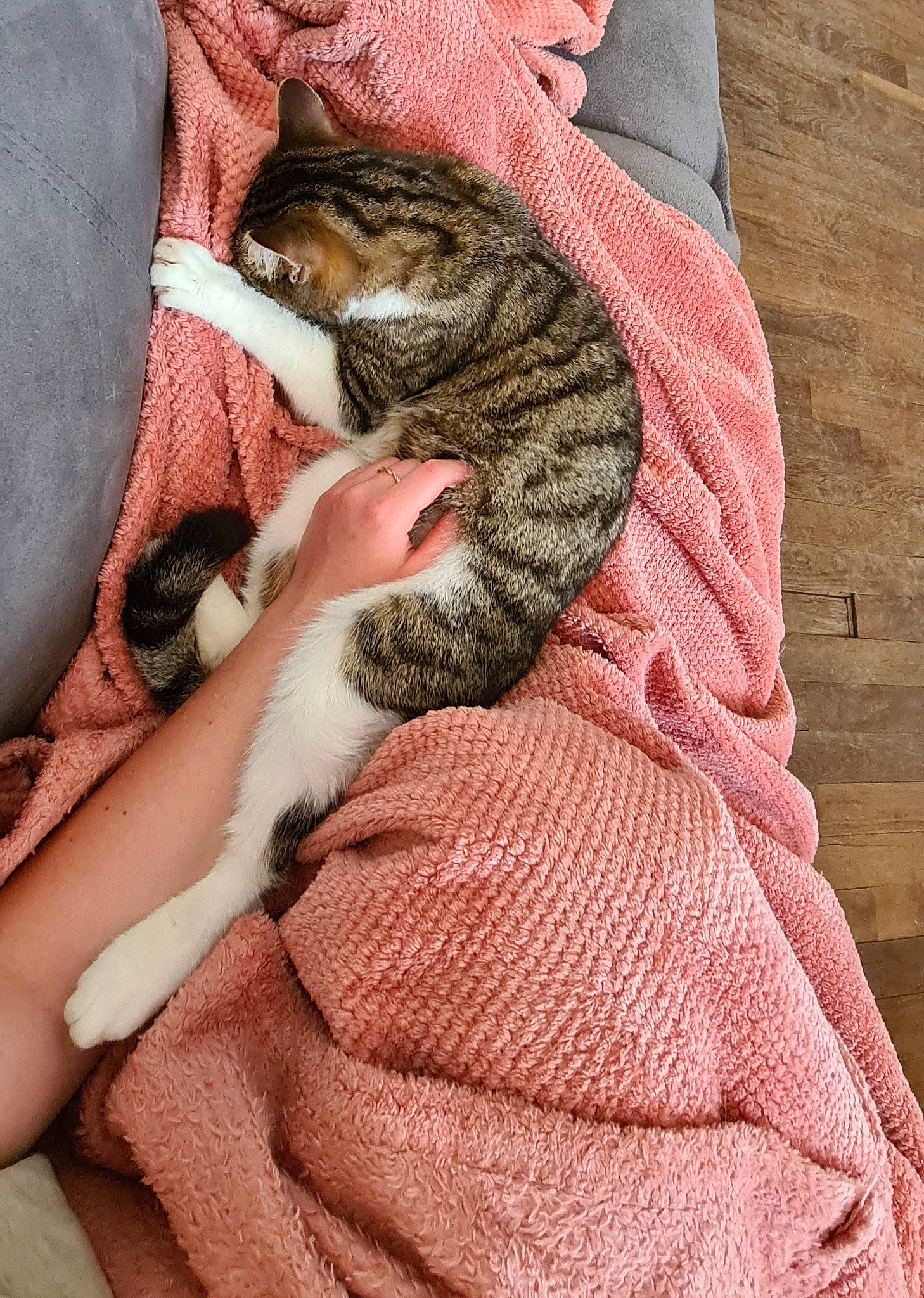 Missty participe au concours pour gagner de l'argent avec cette photo : carnivore, cat, claw, comfort, domestic_short_haired_cat, fawn, felidae, fur, human_leg, linens, military_camouflage, nail, nap, pattern, small_to_medium_sized_cats, tail, terrestrial_animal, textile, whiskers, wool