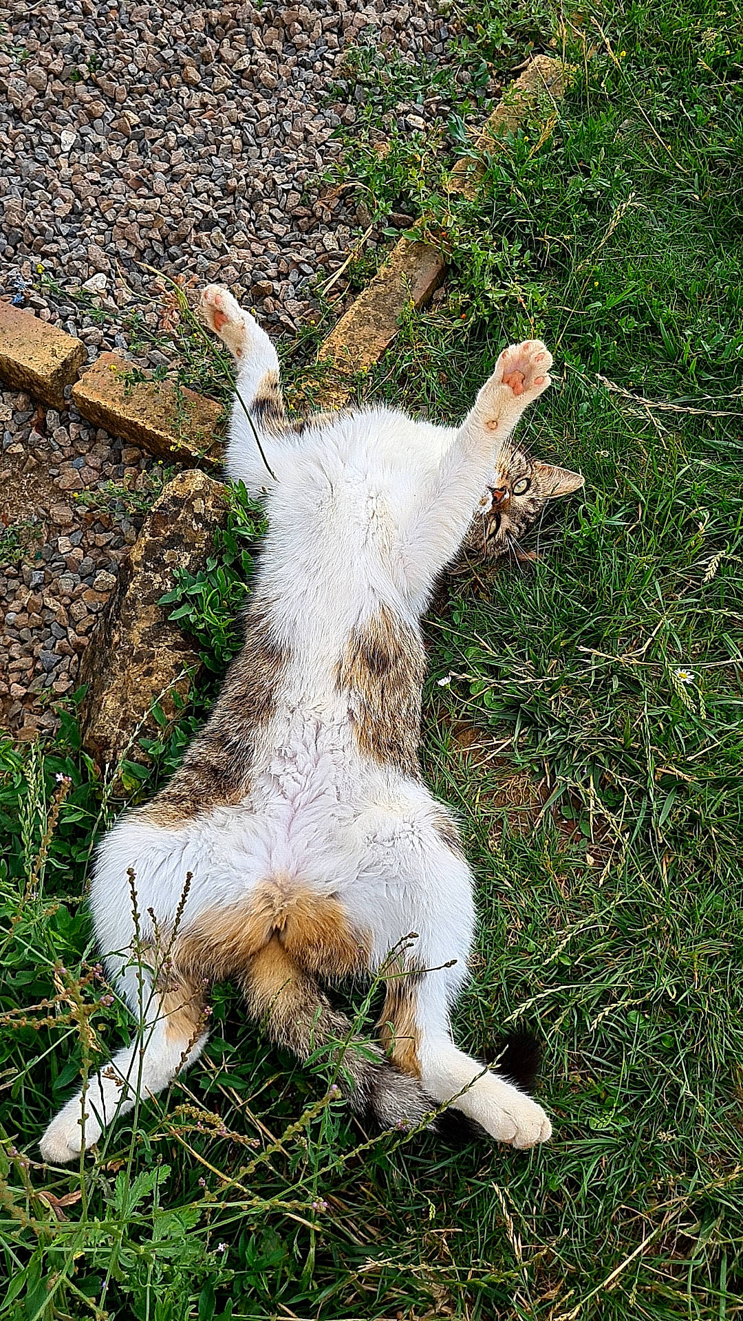 Missty participe au concours pour gagner de l'argent avec cette photo : canidae, carnivore, companion_dog, dog_breed, fawn, fur, goats, grass, groundcover, livestock, pasture, paw, plant, sporting_group, tail, terrestrial_animal