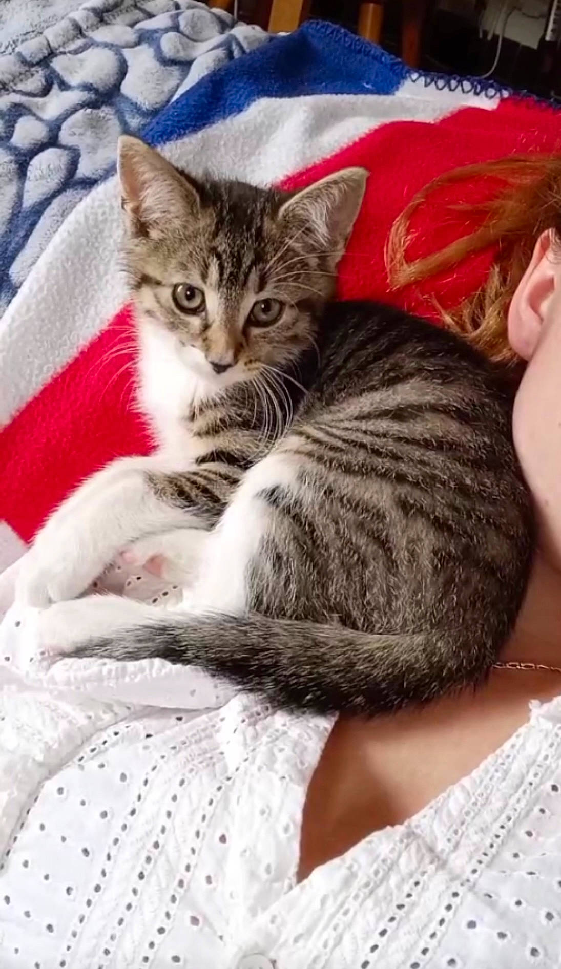 Missty a rejoint le concours — aidez-le/la à gagner de superbes lots ! bed, carnivore, cat, claw, comfort, domestic_short_haired_cat, felidae, fur, grey, linens, nap, paw, plant, sitting, small_to_medium_sized_cats, snout, tail, textile, tree, whiskers