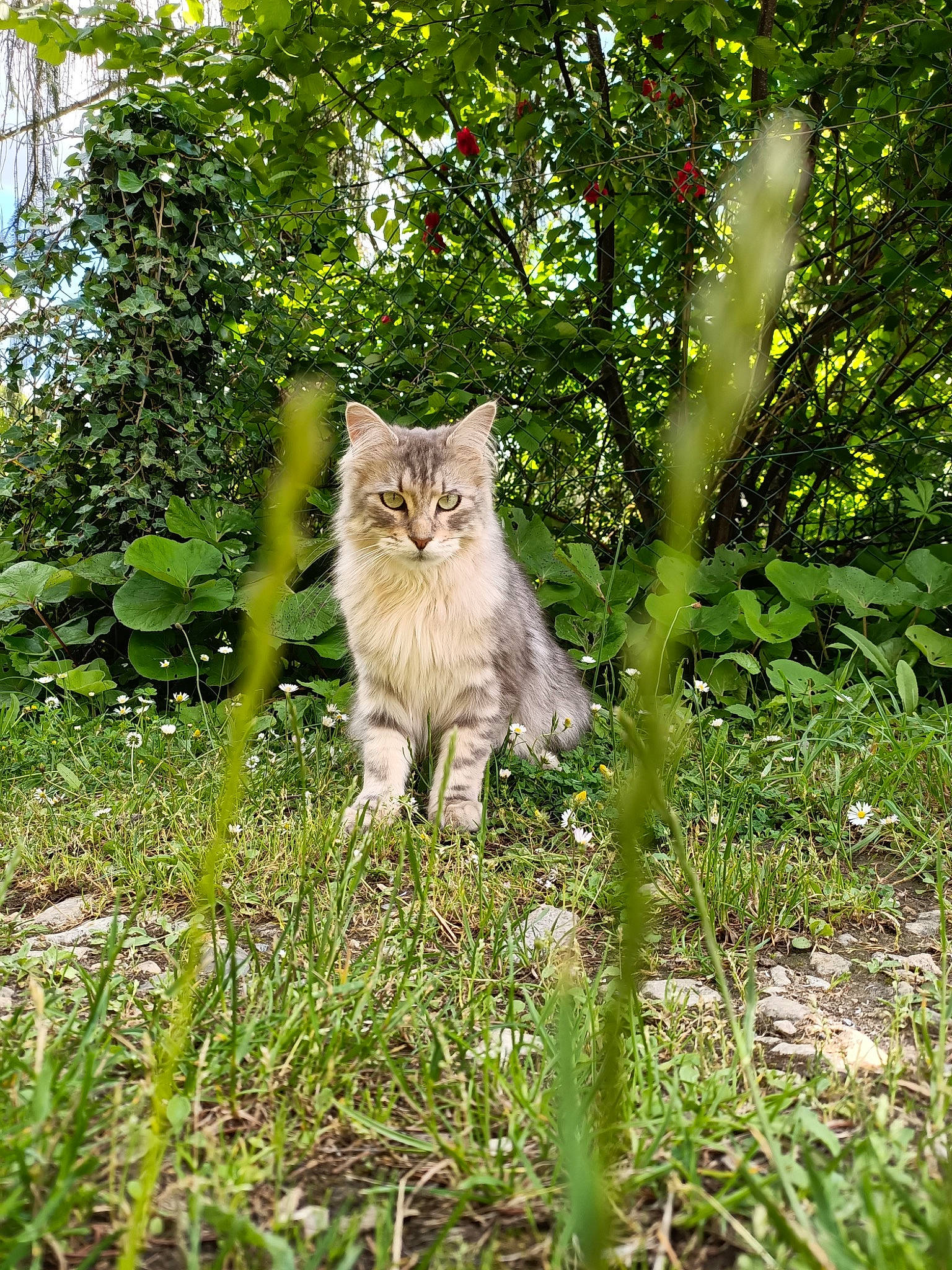 Night a rejoint le concours — aidez-le/la à gagner de superbes lots ! carnivore, cat, domestic_short_haired_cat, fawn, felidae, forest, fur, garden, grass, groundcover, plant, shrub, small_to_medium_sized_cats, snout, tail, terrestrial_animal, tree, trunk, whiskers, wood