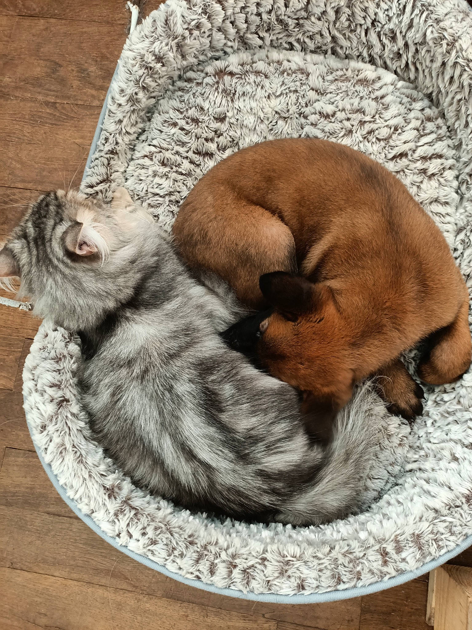 Night a rejoint le concours — aidez-le/la à gagner de superbes lots ! basket, carnivore, cat, cat_bed, cat_supply, comfort, domestic_short_haired_cat, fawn, felidae, fur, linens, nap, paw, pet_supply, sleep, small_to_medium_sized_cats, tail, terrestrial_animal, whiskers