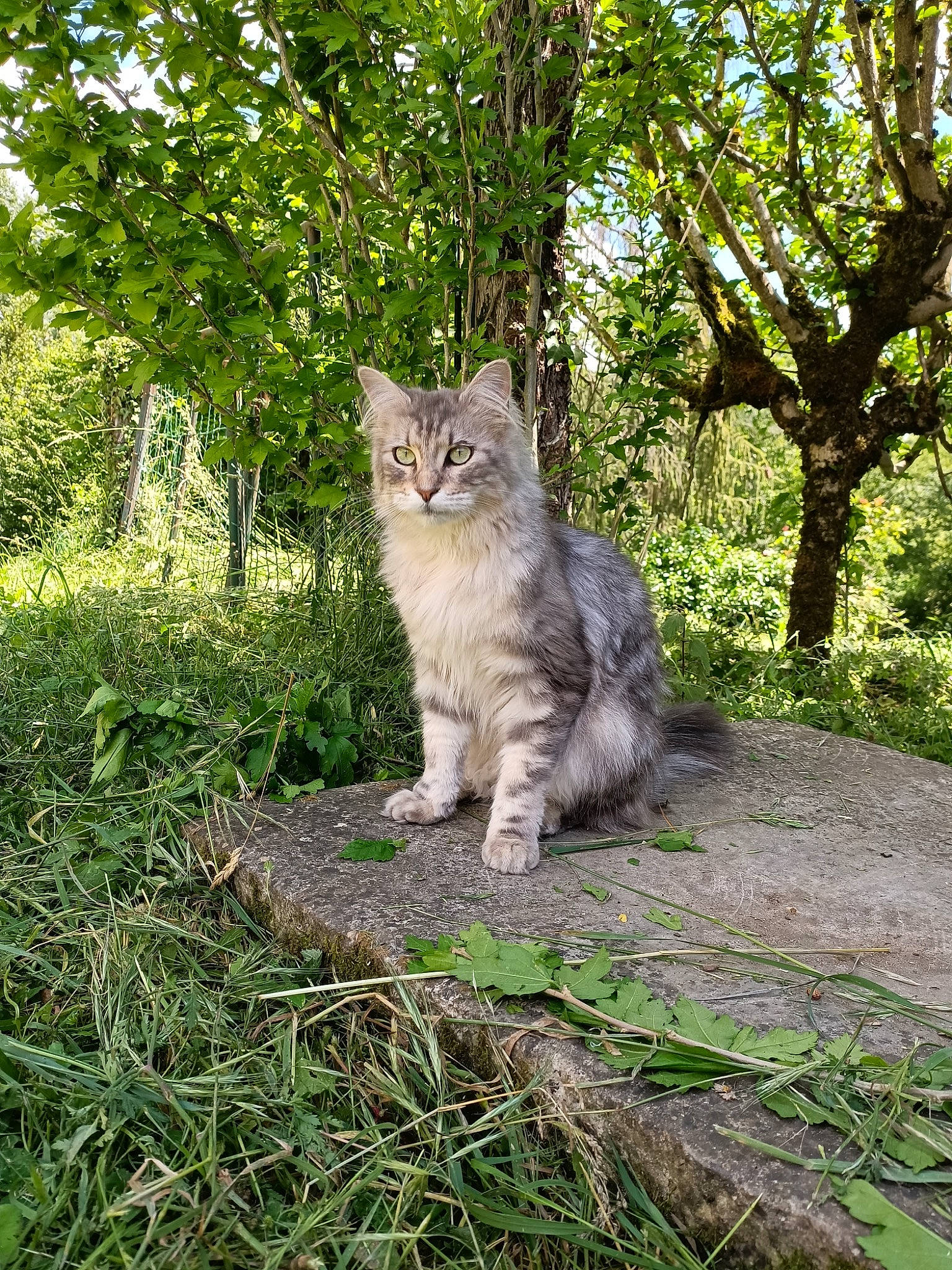 Night participe au concours pour gagner de l'argent avec cette photo : carnivore, cat, domestic_short_haired_cat, fawn, felidae, forest, fur, grass, groundcover, natural_landscape, plant, shrub, small_to_medium_sized_cats, snout, tail, terrestrial_animal, tree, trunk, whiskers, wood