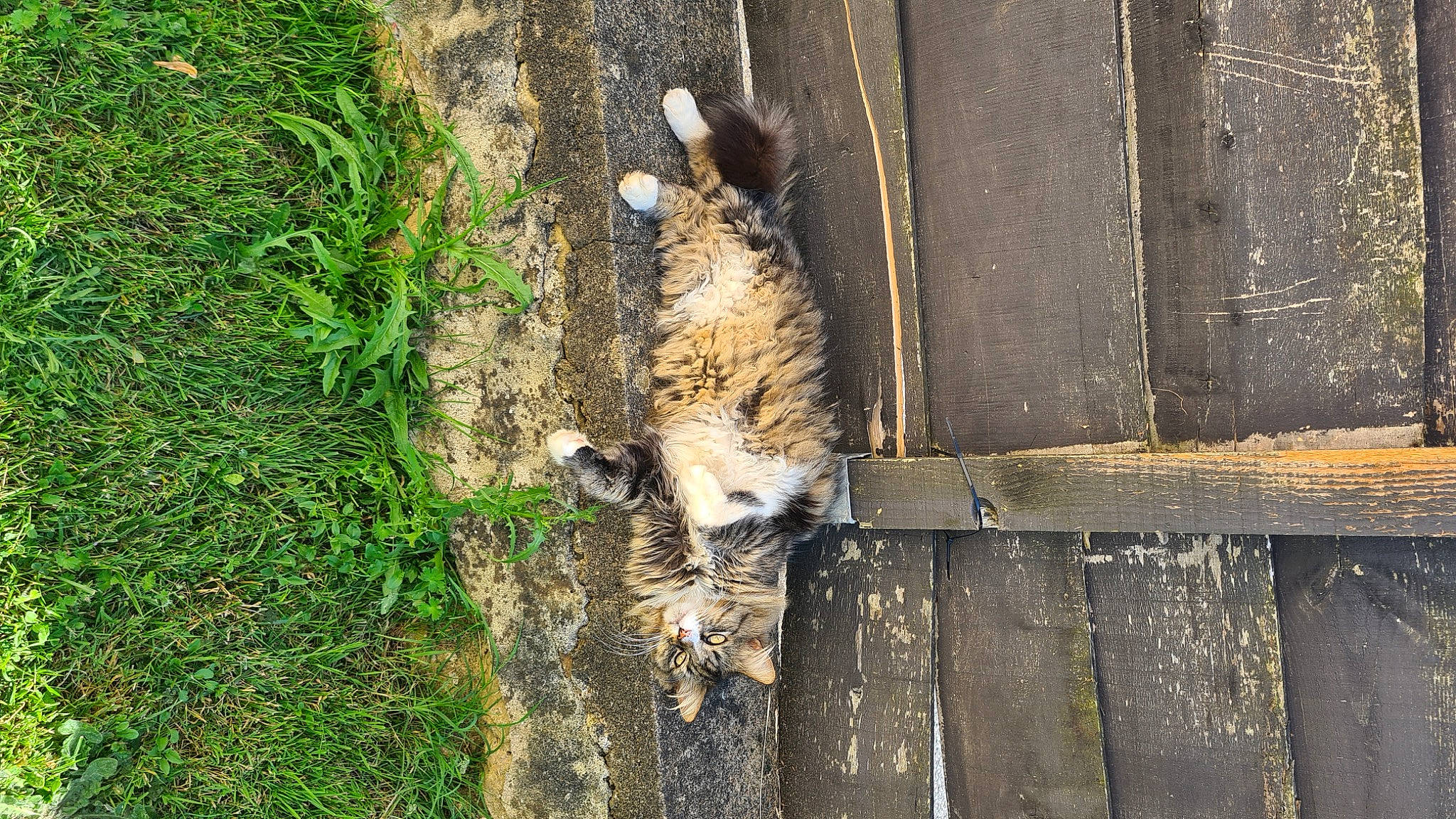 Minou participe au concours pour gagner de l'argent avec cette photo : big_cats, carnivore, door, felidae, fur, grass, groundcover, hyena, nature_reserve, plant, small_to_medium_sized_cats, soil, tail, terrestrial_animal, tree, trunk, whiskers, wildlife, wood, zoo