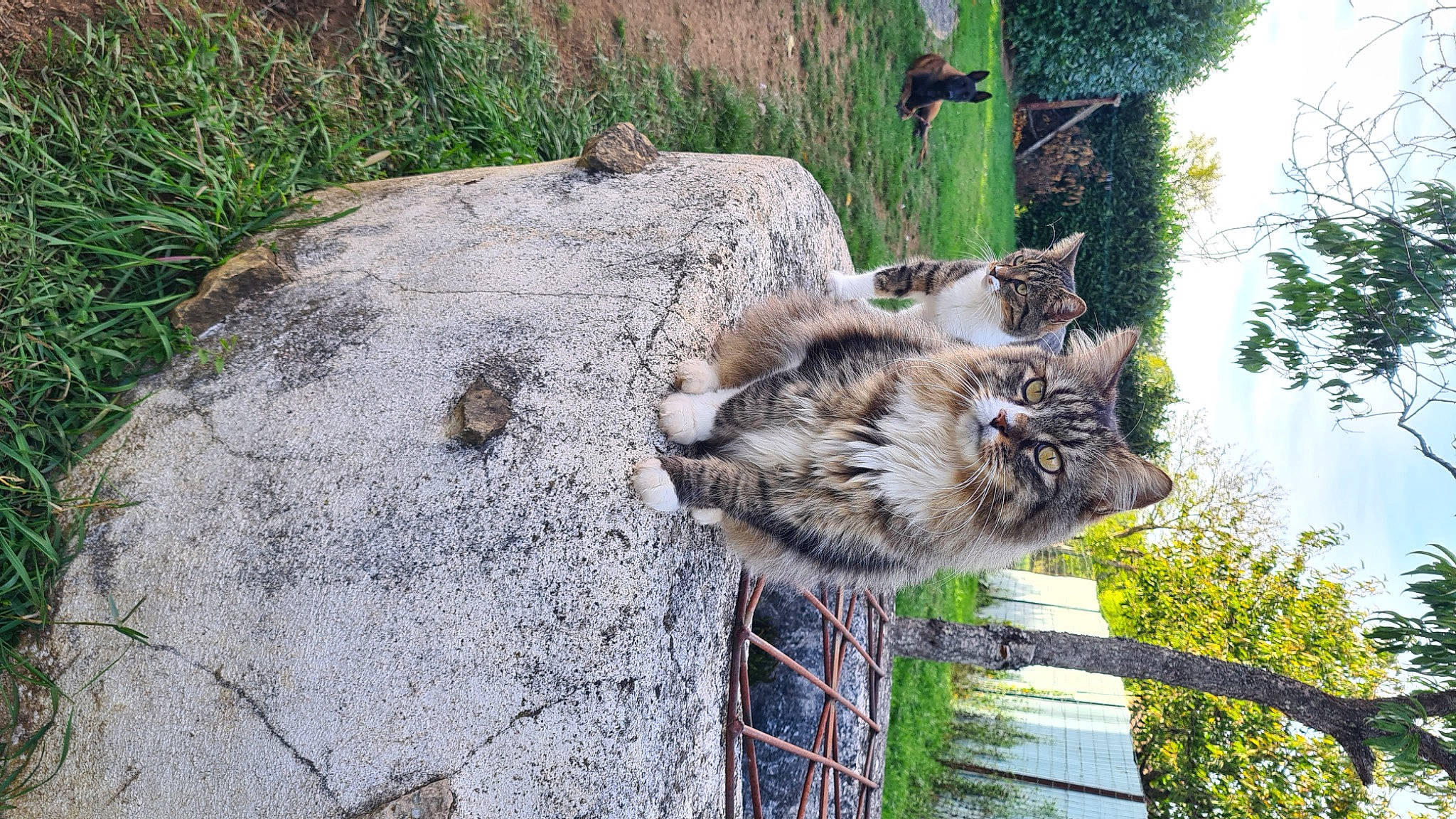 Minou a rejoint le concours — aidez-le/la à gagner de superbes lots ! bedrock, carnivore, cat, domestic_short_haired_cat, fawn, felidae, fence, fur, grass, groundcover, plant, sky, small_to_medium_sized_cats, snout, tail, terrestrial_animal, tree, trunk, whiskers, wood