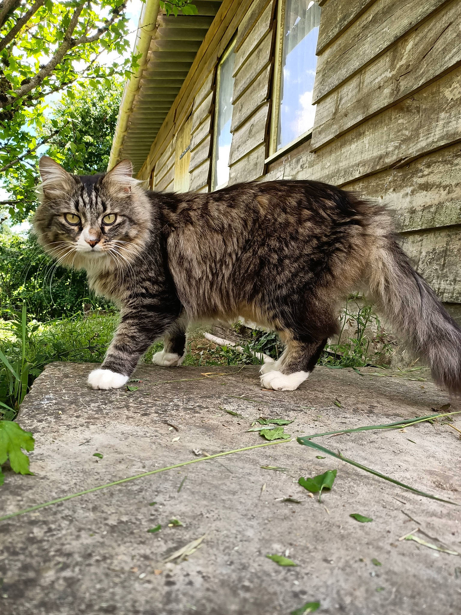 Minou a rejoint le concours — aidez-le/la à gagner de superbes lots ! carnivore, cat, claw, domestic_short_haired_cat, felidae, fur, grass, groundcover, herbaceous_plant, plant, small_to_medium_sized_cats, snout, tail, terrestrial_animal, tree, whiskers, wildlife, window, wood