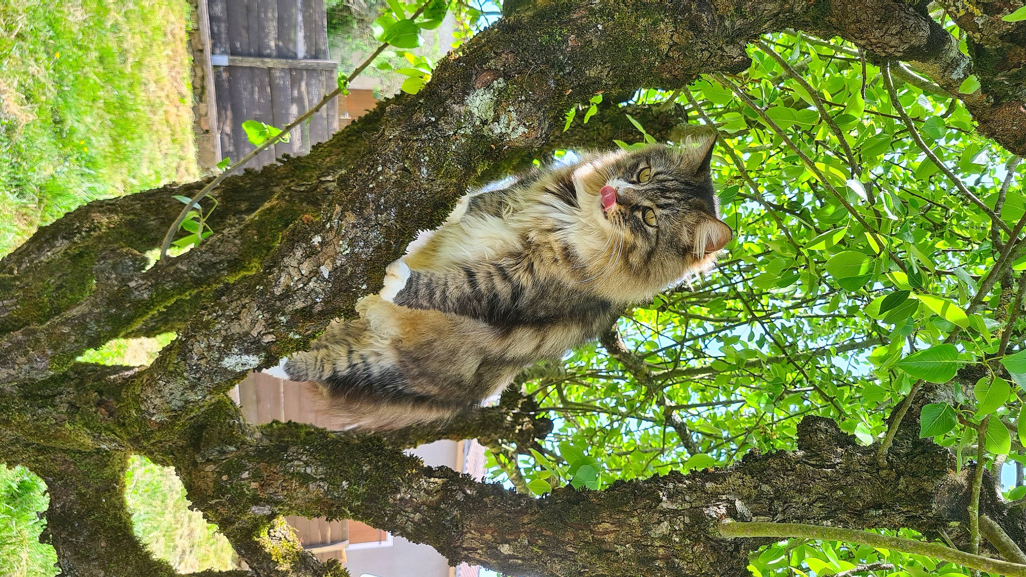 Minou a rejoint le concours — aidez-le/la à gagner de superbes lots ! carnivore, cat, domestic_short_haired_cat, fawn, felidae, fur, grass, groundcover, nature_reserve, organism, plant, small_to_medium_sized_cats, snout, sunlight, tail, tree, trunk, twig, whiskers, wood