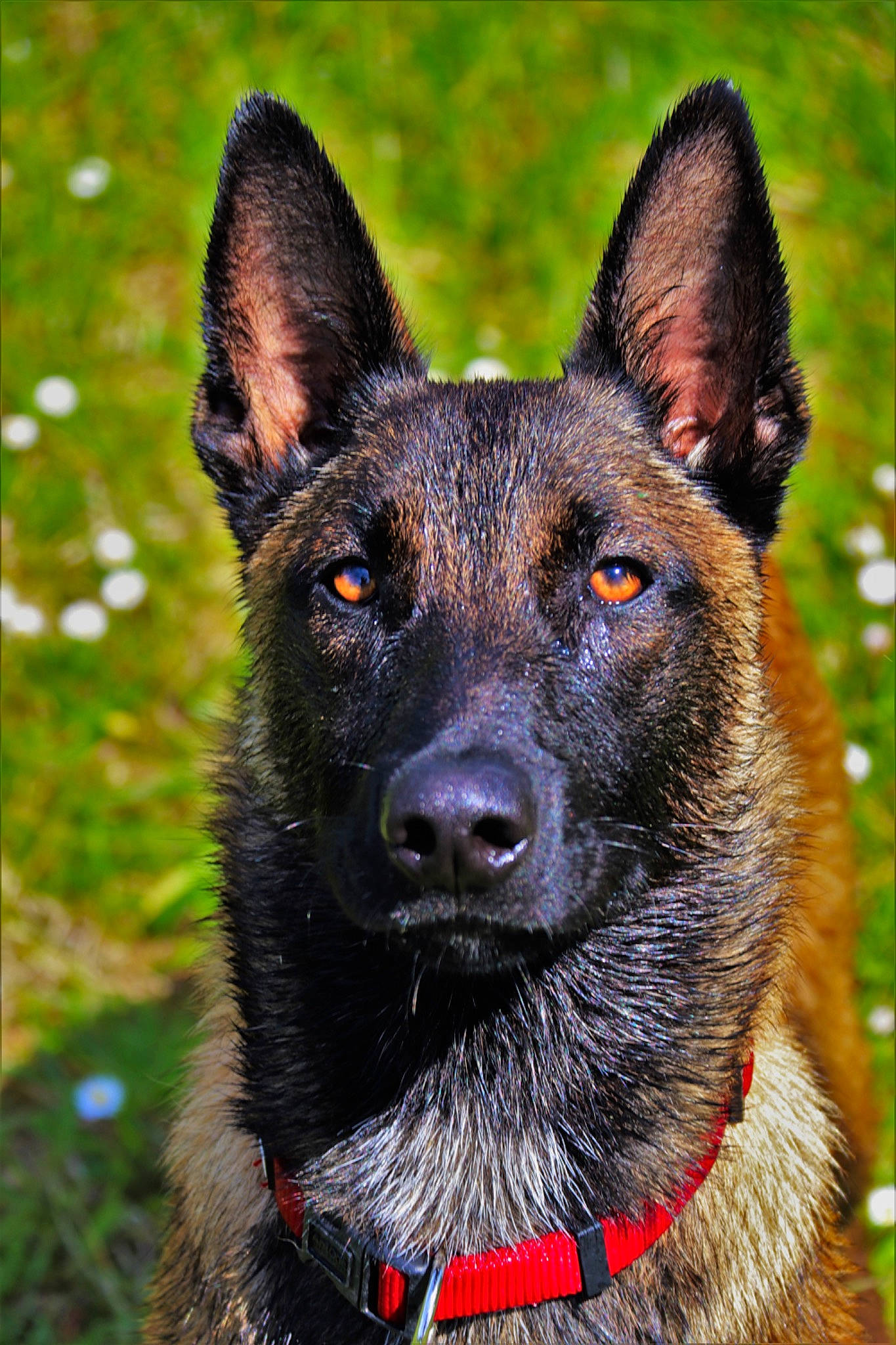 Aïko a rejoint le concours — aidez-le/la à gagner de superbes lots ! canidae, carnivore, collar, companion_dog, dog, dog_breed, dog_collar, eye, fawn, fur, grass, herding_dog, king_shepherd, plant, snout, sporting_group, terrestrial_animal, whiskers, working_animal, working_dog