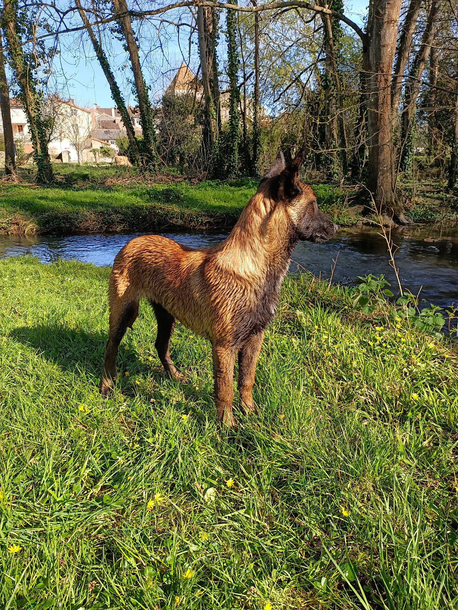 Aïko a rejoint le concours — aidez-le/la à gagner de superbes lots ! art, big_cats, carnivore, companion_dog, dog, dog_breed, fawn, felidae, grass, grassland, groundcover, liver, natural_landscape, plant, sky, tail, terrestrial_animal, tree, trunk, wood
