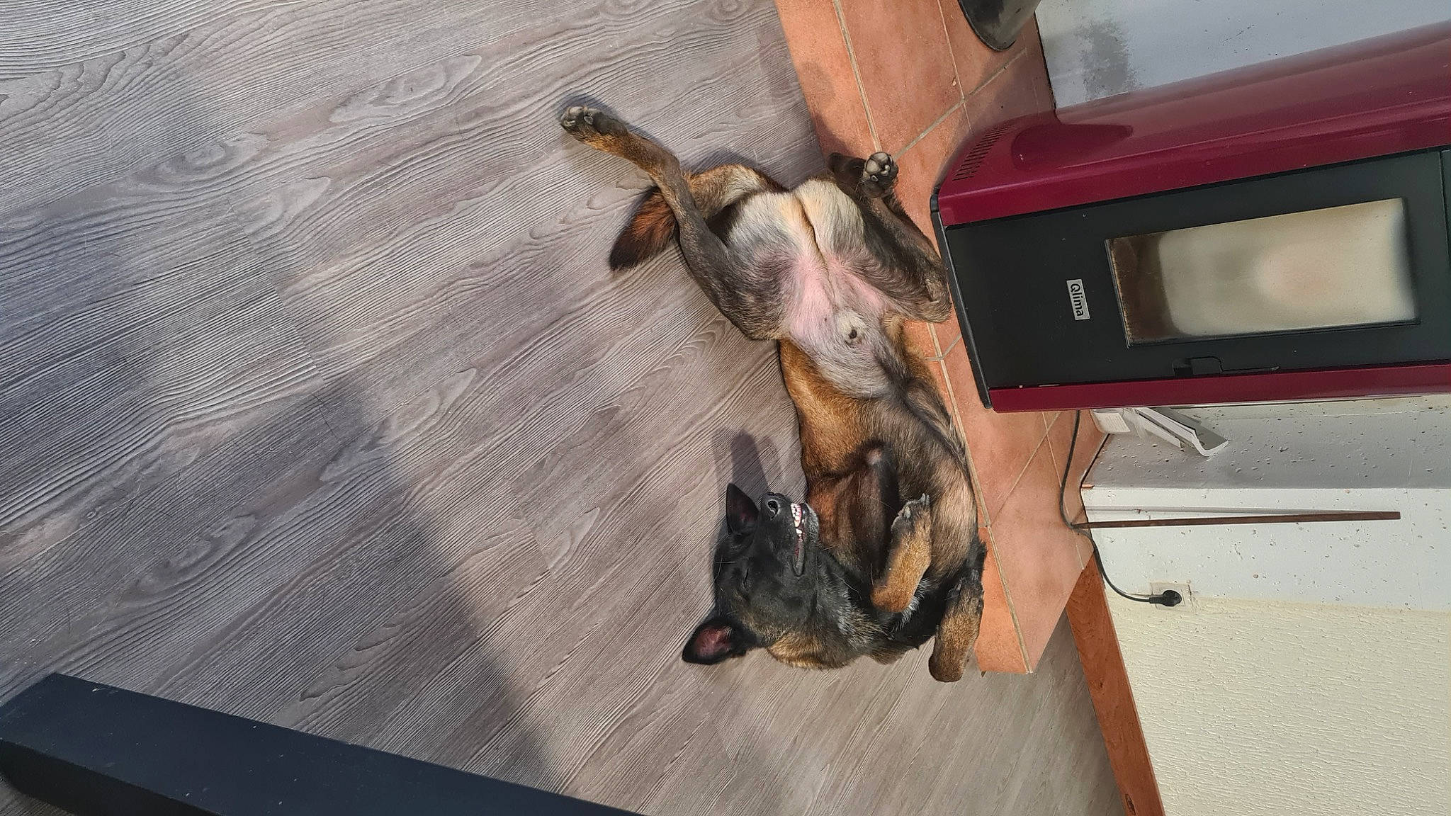 Aïko participe au concours pour gagner de l'argent avec cette photo : automotive_exterior, bumper, canidae, carnivore, companion_dog, dog, dog_breed, fawn, fender, flooring, fur, gas, hardwood, liver, snout, sporting_group, tail, vehicle_door, wood, working_animal